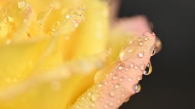 Su damlalarıyla sararmış güzel bir gül.