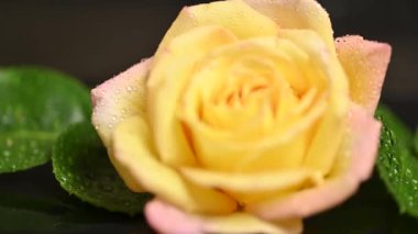 Su damlalarıyla sararmış güzel bir gül.