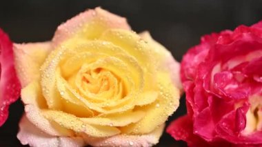 Su damlalarıyla sararmış güzel bir gül.