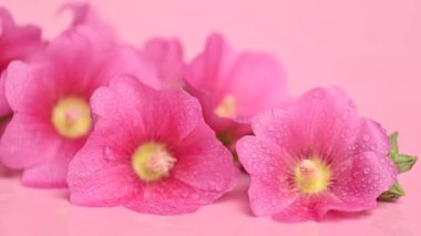 Pembe ebegümeci çiçek yakın