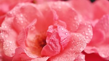 Pembe gül ve su damlaları