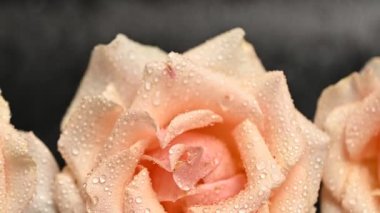 Su damlalarıyla bej bir gül.