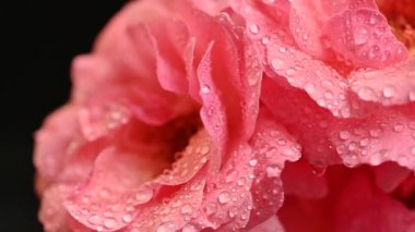 Pembe gül ve su damlaları