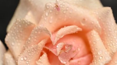 Su damlalarıyla bej bir gül.