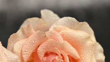 Su damlalarıyla bej bir gül.