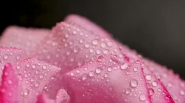 Güzel pembe gül, yakın çekim.