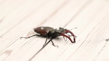 Stüdyoda bekâr böceği var.