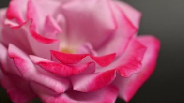 Güzel pembe gül, yakın çekim.