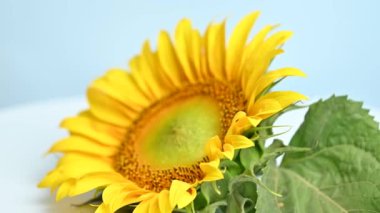 Stüdyoda dönen ayçiçeği.