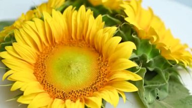 Stüdyoda dönen ayçiçeği.