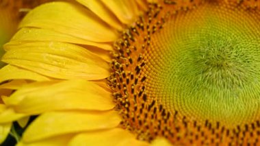 Stüdyoda dönen ayçiçeği.