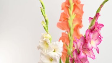 Beyaz arkaplanda gladiolus çiçekleri