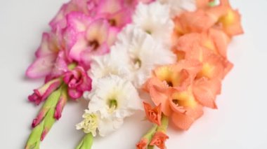 Beyaz arkaplanda gladiolus çiçekleri