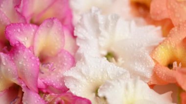 Beyaz arkaplanda gladiolus çiçekleri