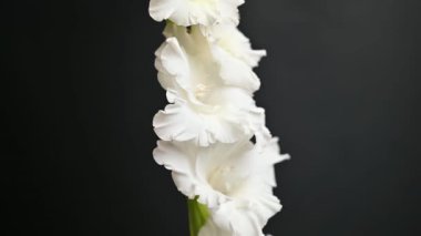 ice cream in a waffle cone on a black background