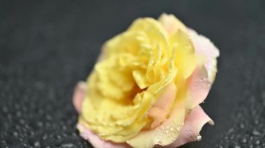 Siyah arkaplanda sarı bir gül