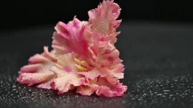 Siyah arkaplanda gladiolus çiçekleri