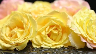 Siyah arka planda sarı güller