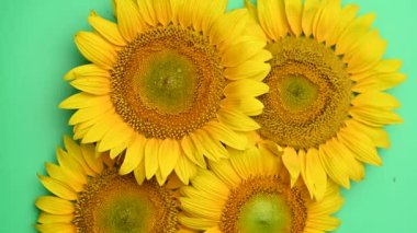 yeşil arka planda ayçiçeği