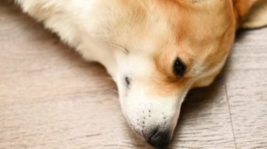 Köpek yerde yatıyor. Yakın plan.