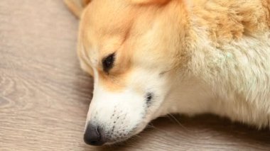 Köpek yerde yatıyor. Yakın plan.