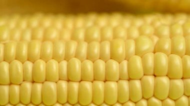 # Sarı mısır koçanının üstünde #