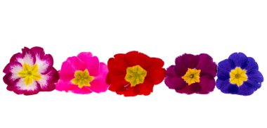 Çuha çiçeği beyaz arkaplanda izole edilmiş