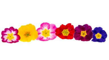 Çuha çiçeği beyaz arkaplanda izole edilmiş