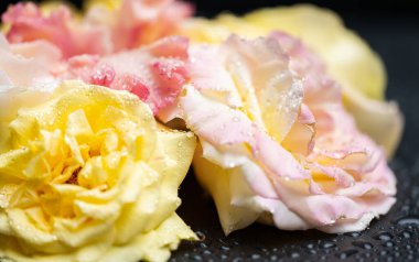 Siyah arka planda sarı güller