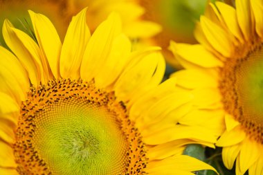 Güzel ayçiçeği yaklaş