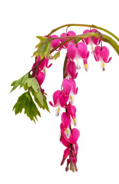 Beyaz arka planda izole edilmiş sevimli dicentra