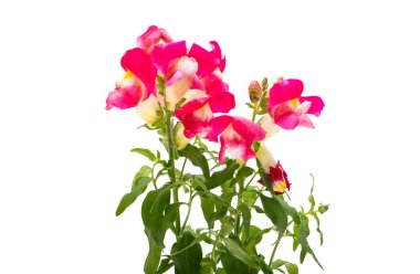 Beyaz arka plan üzerinde izole aslanağzı çiçeği