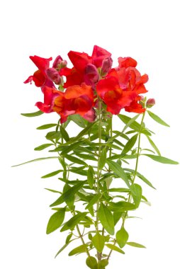 Beyaz arka plan üzerinde izole aslanağzı çiçeği