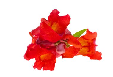 Beyaz arka plan üzerinde izole aslanağzı çiçeği