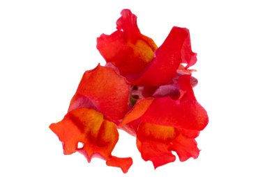 Beyaz arka plan üzerinde izole aslanağzı çiçeği