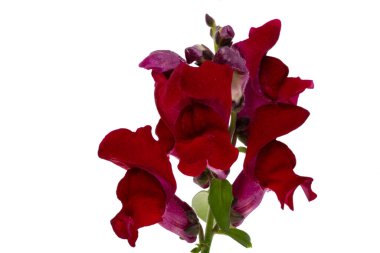 Beyaz arka plan üzerinde izole aslanağzı çiçeği