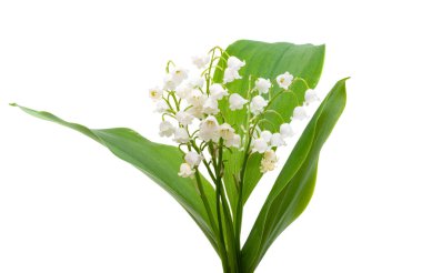 Nilüfer çiçekleri beyaz bir arka planda izole edilmiş.