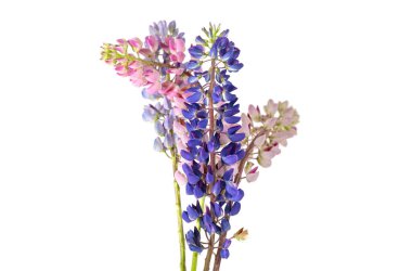 beyaz arka planda izole edilmiş lupin çiçekleri