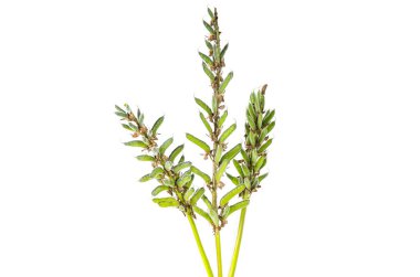 beyaz arka planda izole edilmiş lupin çiçekleri