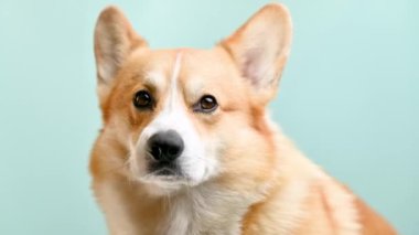 yavaş çekim corgi pembroke renk arkaplanı üzerinde