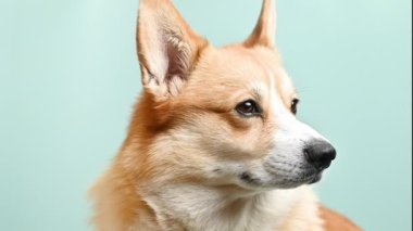 yavaş çekim corgi pembroke renk arkaplanı üzerinde