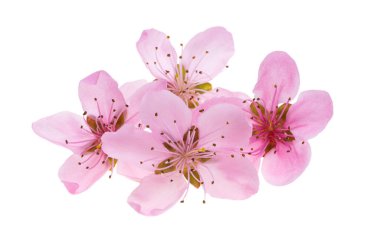 Beyaz arkaplanda izole edilmiş sakura çiçekleri