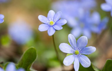Ormanda büyüyen karaciğer otu çiçeği.