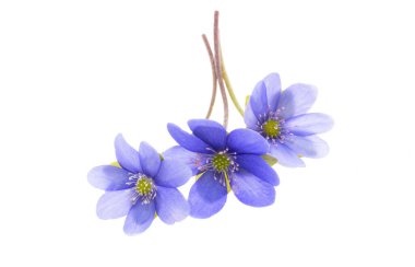 Beyaz arkaplanda izole edilmiş hepatika çiçeği