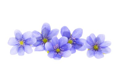 Beyaz arkaplanda izole edilmiş hepatika çiçeği