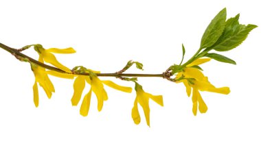 Beyaz arka plan üzerinde izole hor çiçeği