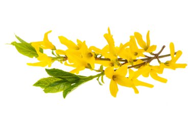 Beyaz arka plan üzerinde izole hor çiçeği