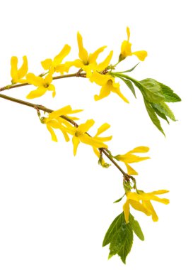 Beyaz arka plan üzerinde izole hor çiçeği