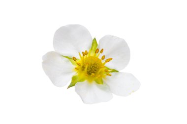 Beyaz arkaplanda yalıtılmış çilek çiçeği
