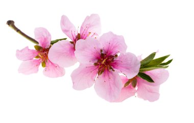 Beyaz arkaplanda izole edilmiş sakura çiçekleri